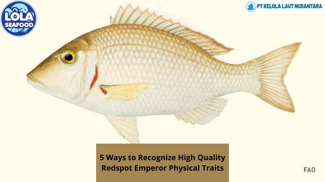 5 Ways to Recognize High Quality Redspot Emperor Physical Traits